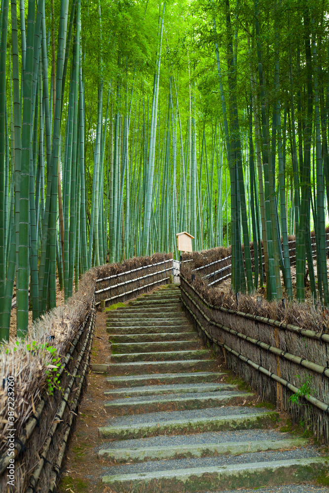 Fototapeta 化野念仏寺の竹林