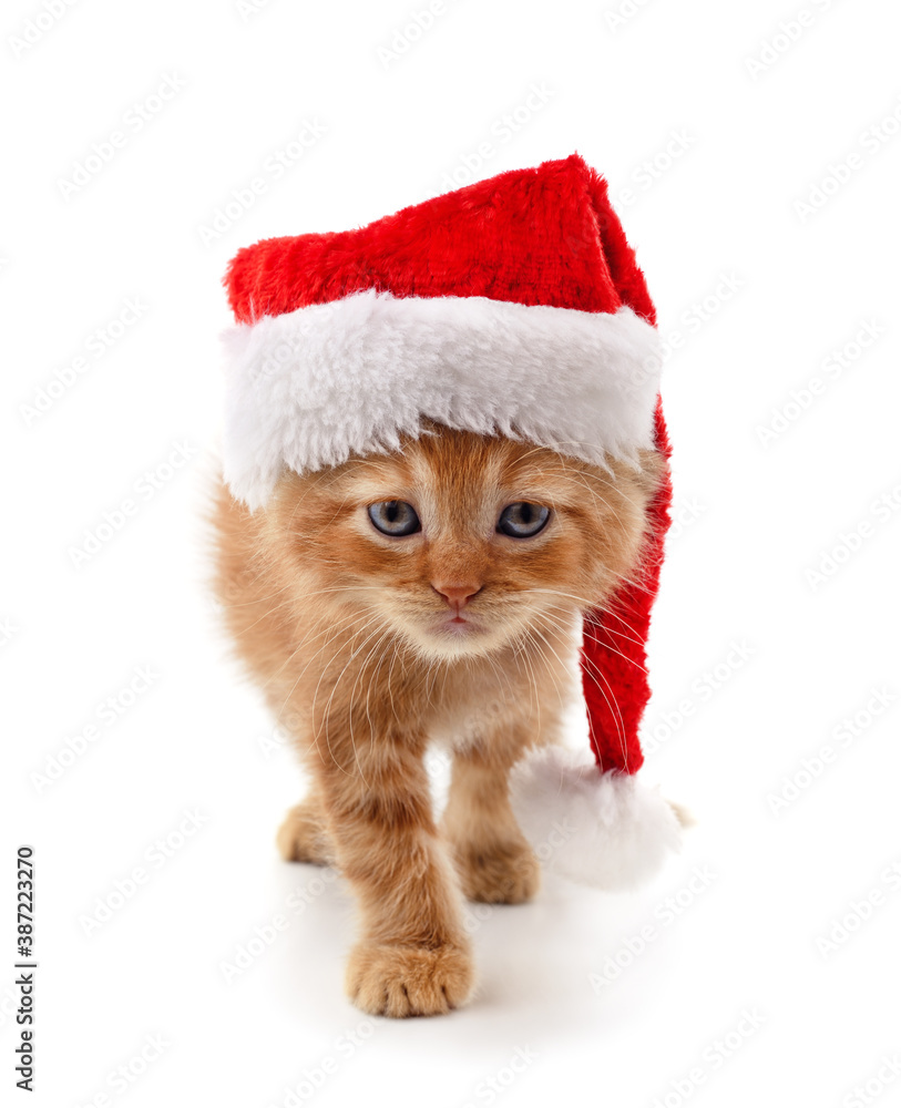Cat in a Christmas hat. Cat in a Christmas hat.