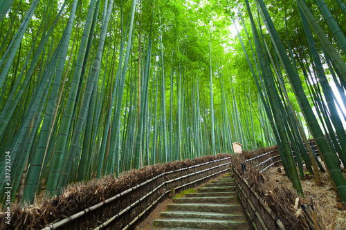 化野念仏寺の竹林