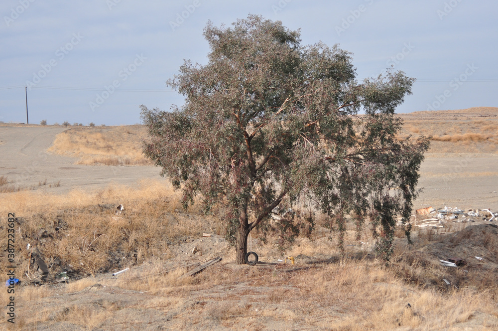 Tree with Tire Swing surrounded by rubble in a dry rural area Tree with Tire Swing surrounded by rubble in a dry rural area