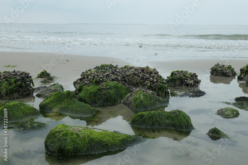 Stones covered with shells and seaweed that are released during low tide. © Jose