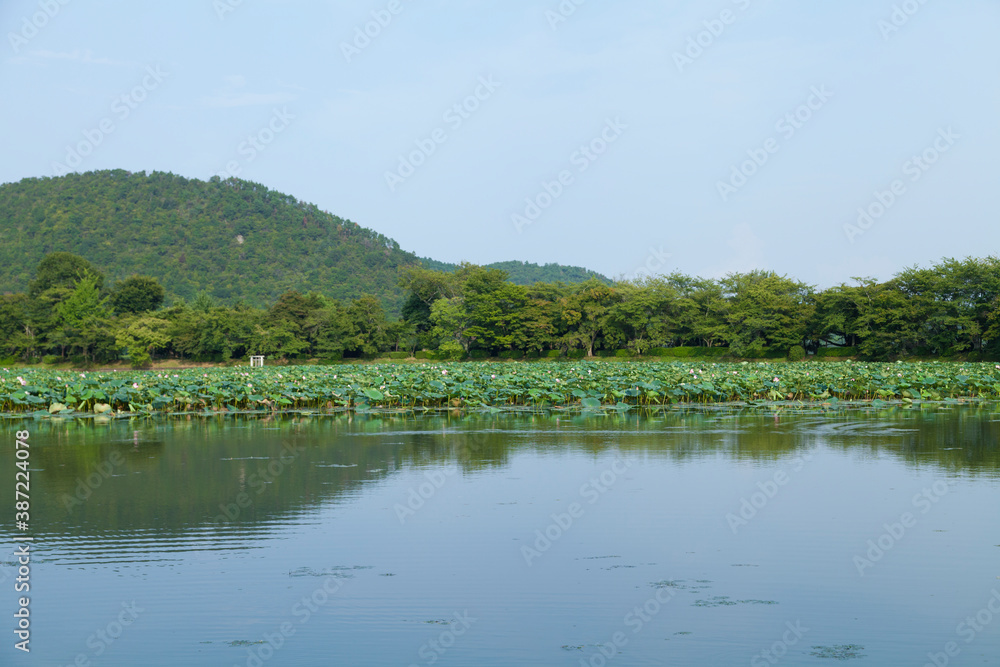 大覚寺　大沢池