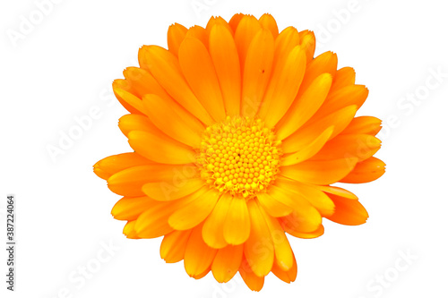 White background with orange marigold flower