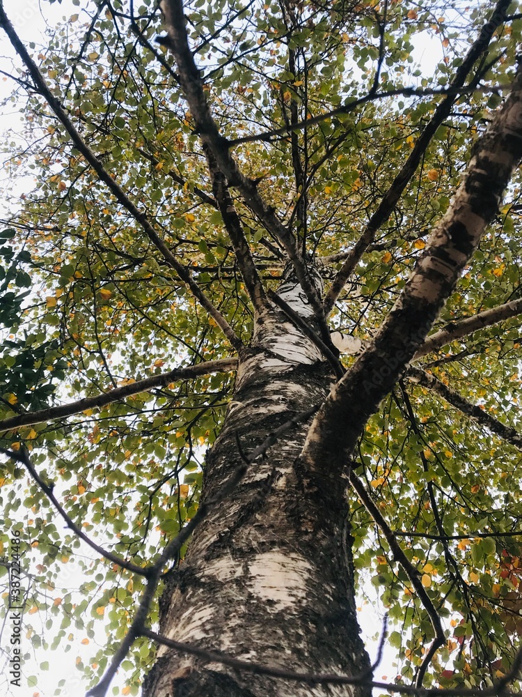 Obraz premium Russian birch