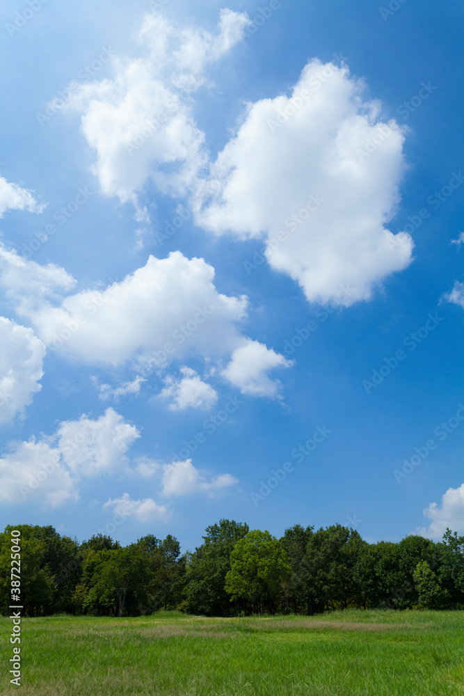 青空と木々