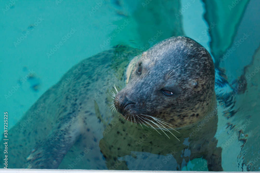 Fototapeta premium のんびり浮かぶゴマフアザラシ
