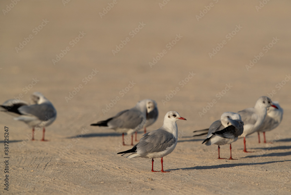 Black-headed gulls perched on ground at Busaiteen coast, Bahrain