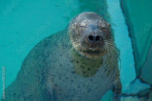 のんびり浮かぶゴマフアザラシ