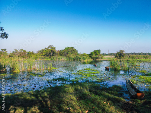 Watter Buffalo in Sri Lanka
