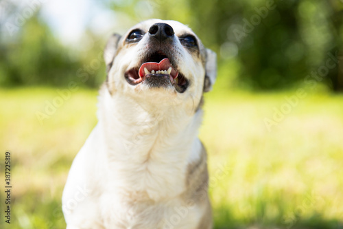 Chihuahua breed dog on nature on a sunny day. The dog is smiling.
