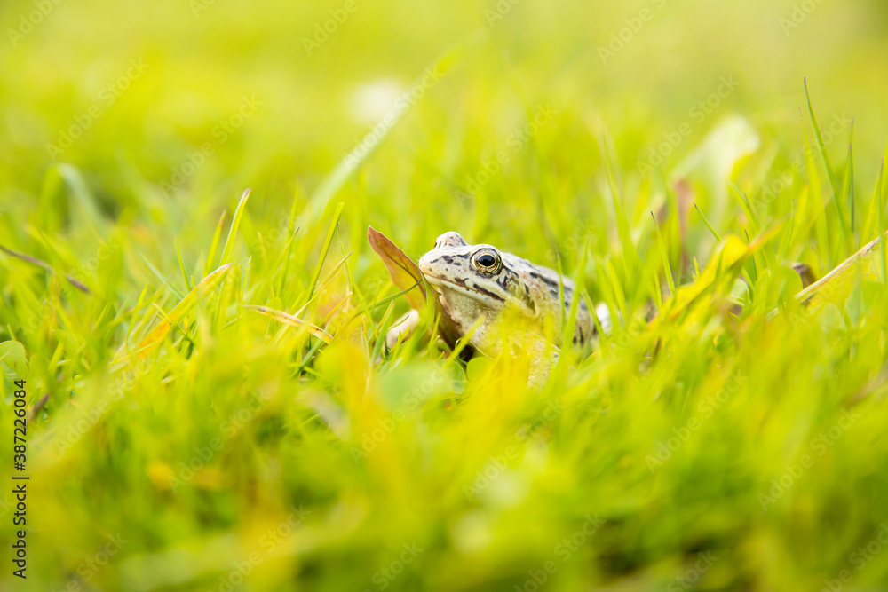 A witty frog sits on the grass under the rays of the sun. Swamp frog close-up. A witty frog sits on the grass under the rays of the sun. Swamp frog close-up.