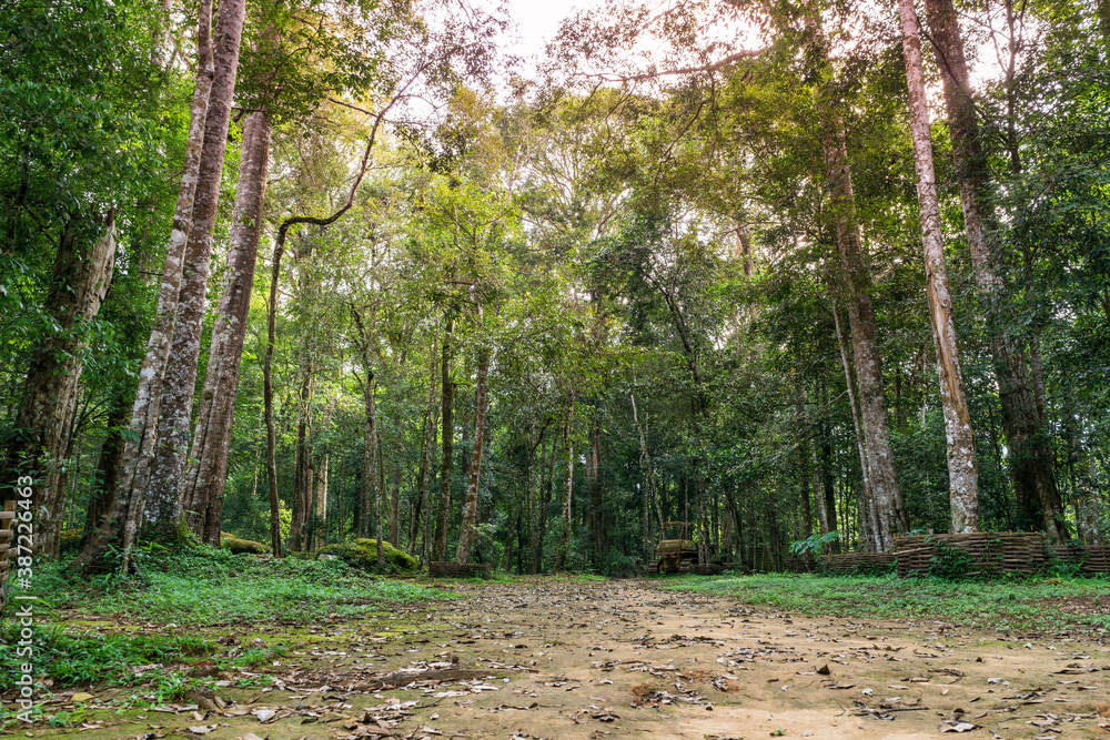 Natural landscape pictures in rich evergreen forests and tall trees. Natural landscape pictures in rich evergreen forests and tall trees.