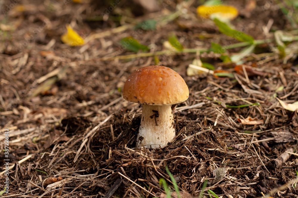 Porcini mushroom in the autumn forest. Nature background. Porcini mushroom in the autumn forest. Nature background.