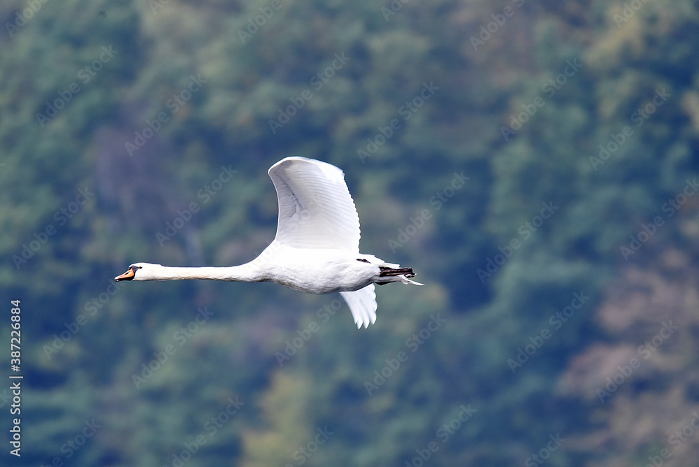 Fototapeta premium Schwan während des Fluges