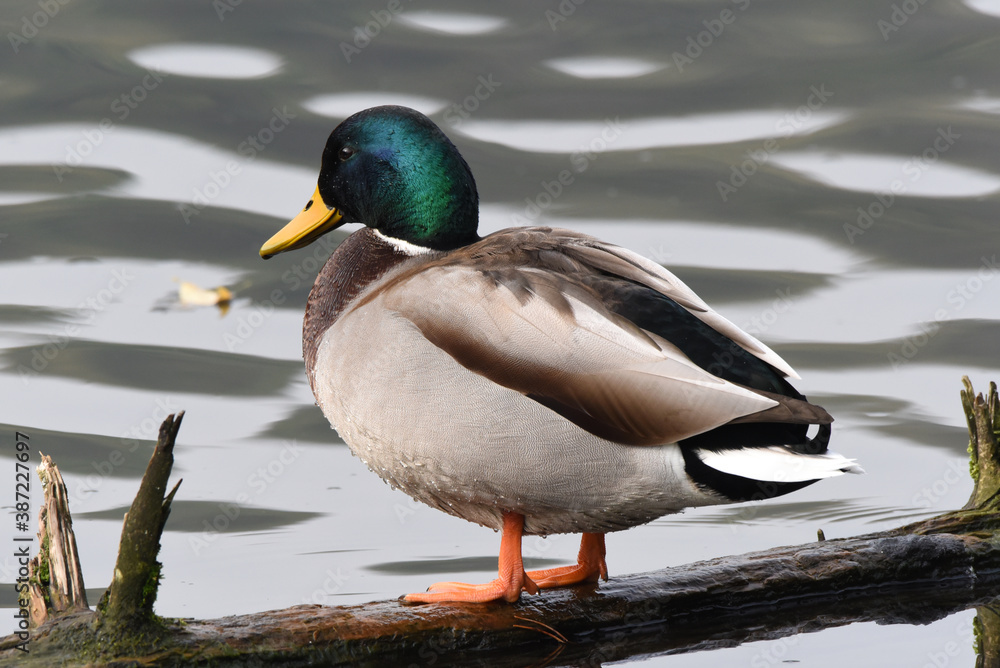 Stockente Stockente