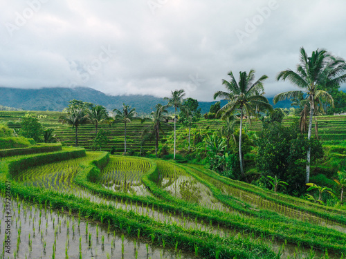 Jatiluwih rice terrace in Bali, Indonesia