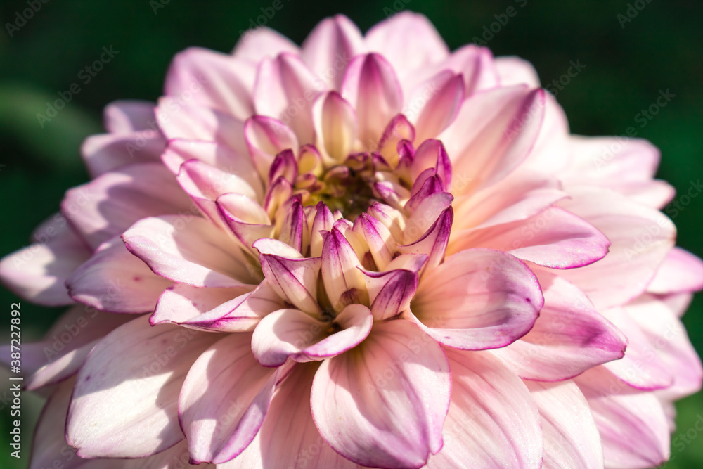 Obraz premium Pink Dahlia flower. Hello autumn