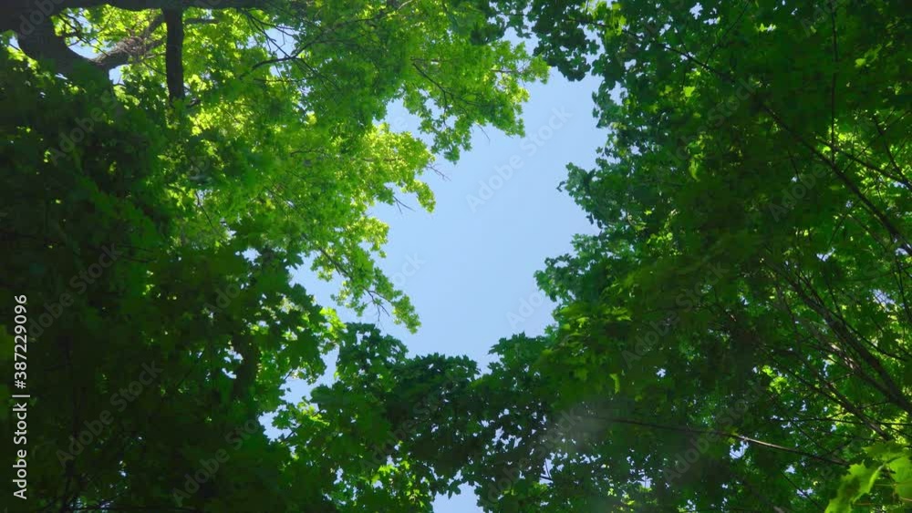 Blue sky around trees with foliage in green forest Blue sky around trees with foliage in green forest