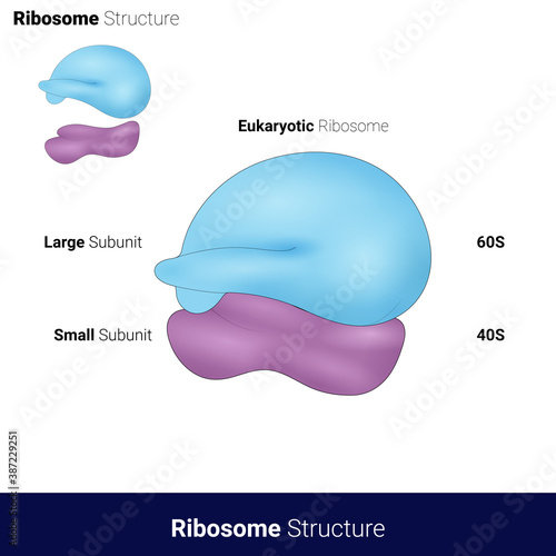 Structure eukaryotic Ribosome  80S ribosome photo