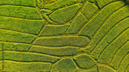 Rice fields pattern, aerial view