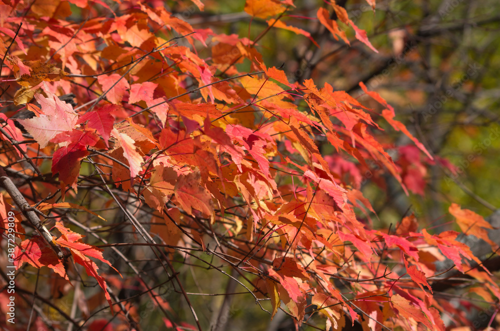Red Leaves Tree Red Leaves Tree
