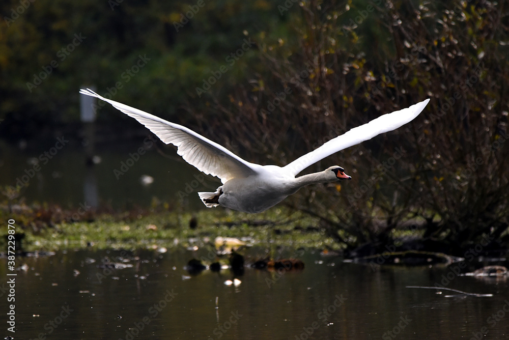 Schwan während des Fluges