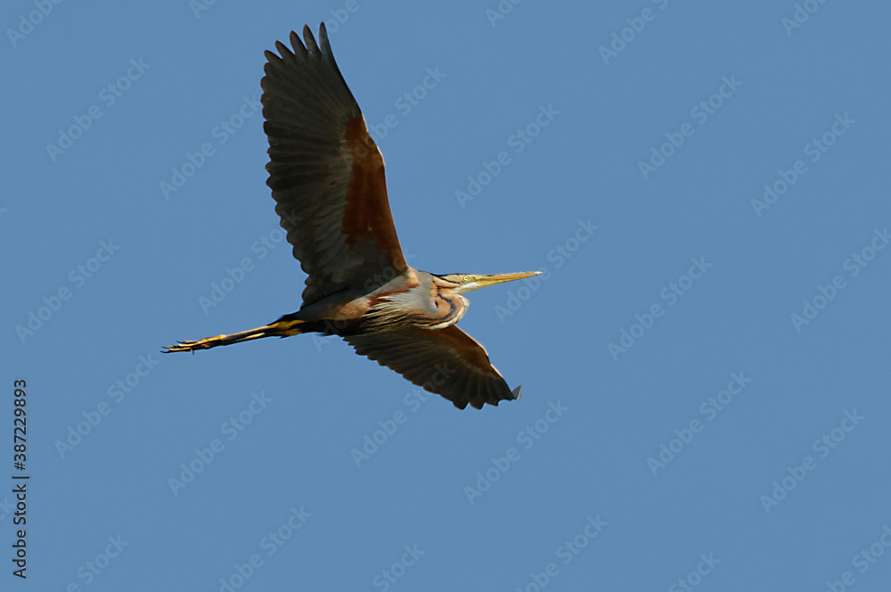 Obraz premium Purple Heron (Ardea purpurea) in Danube Delta