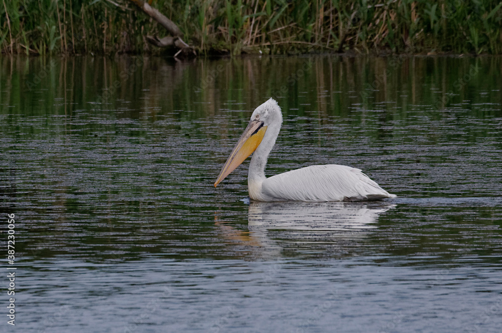 Dalmatian Pelican (Pelecanus crispus) in Danube Delta Dalmatian Pelican (Pelecanus crispus) in Danube Delta
