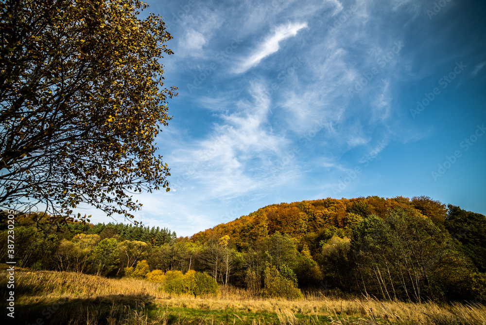 Beautiful autumn forest on a sunny day