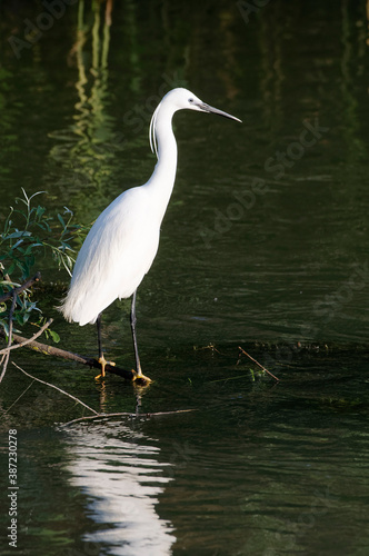 Little Egret (Egretta garzetta) in Danube Delta