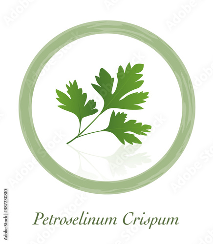 Parsley - Petroselinum Crispum - culinary herb logo - isolated vector illustration on white background.
