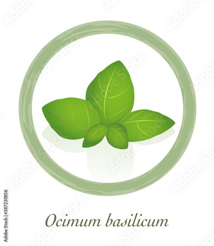 Basil - Ocimum Basilicum - culinary herb logo - isolated vector illustration on white background.
