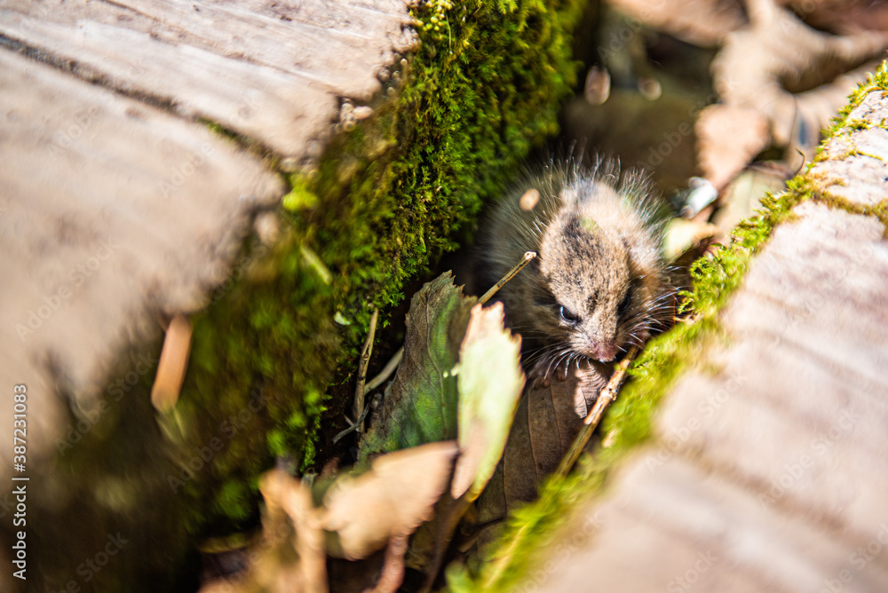 Obraz premium 奥日光戦場ヶ原 木道の隙間に隠れるヤマネ