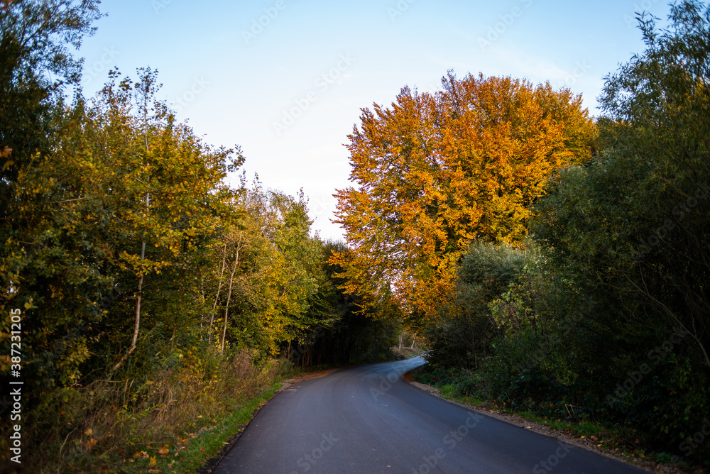 Obraz premium Beautiful autumn deciduous forest in the afternoon