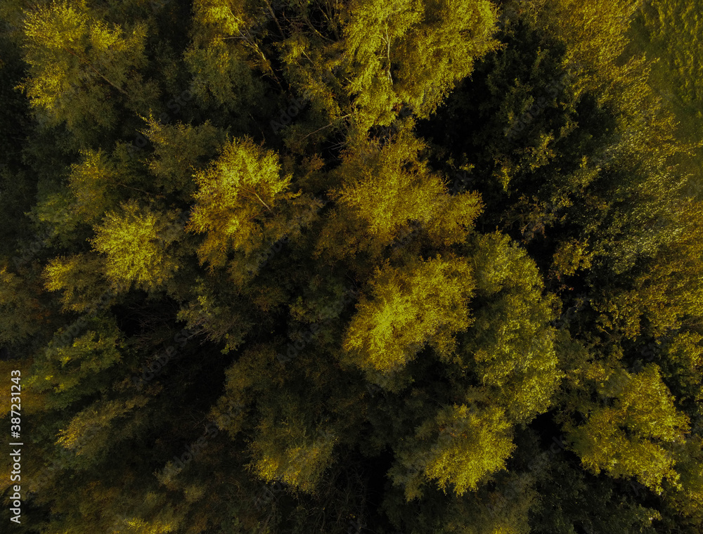 Vertical view above autumn trees Vertical view above autumn trees
