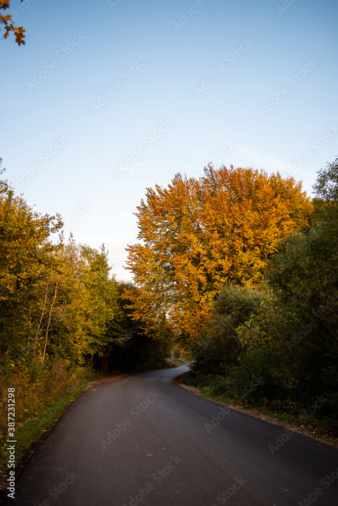 Naklejka premium Yellow leaves of autumn trees