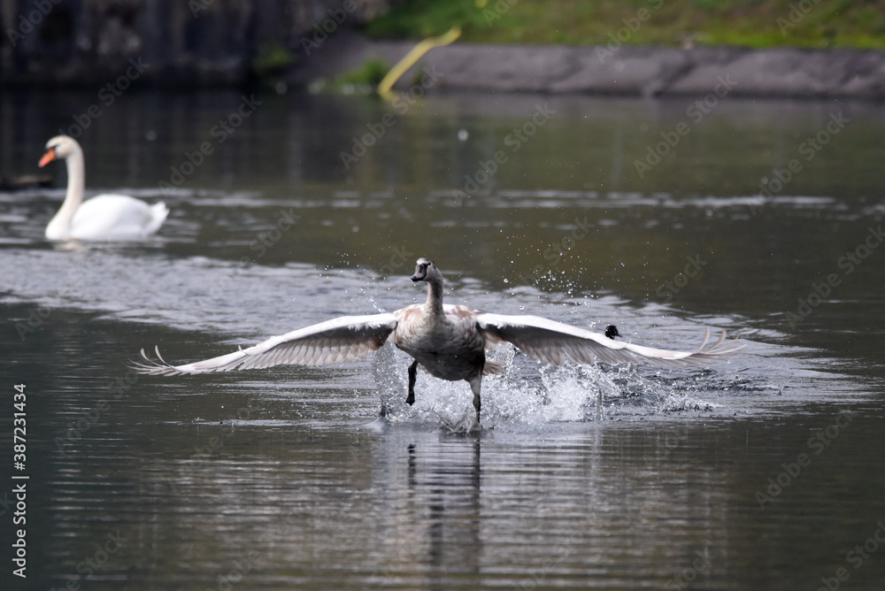 Fototapeta premium Schwan bei der Verteidigung des Reviers