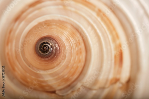 Abstract background, natural texture. Seashell close-up, small depth of field, selective focus.