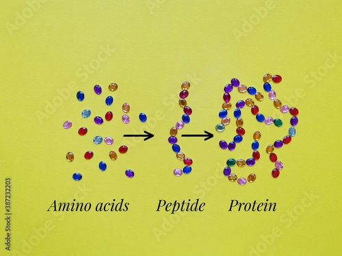 Molecular model of amino acids, peptide, and protein. Protein structure levels from free amino acids to peptide, and protein. Amino acids, peptide, and protein made of colorful pieces crystal beads.