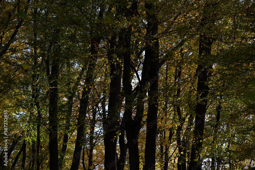 Beautiful autumn forest on a sunny day Beautiful autumn forest on a sunny day