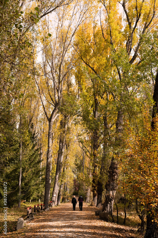 Naklejka premium A path in the forest in all autumn colors