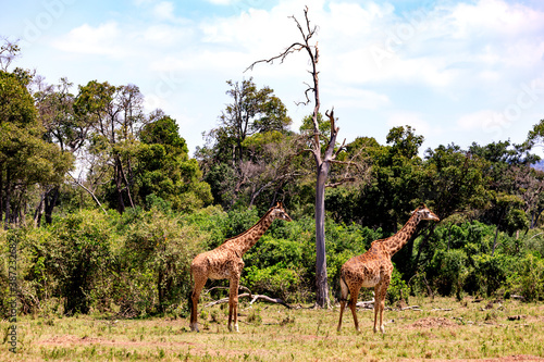 Giraffen in der Masai Mara, Safari in Kenia.