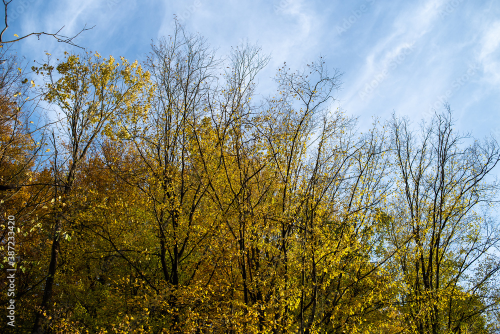 Beautiful autumn forest on a sunny day Beautiful autumn forest on a sunny day