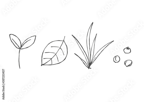 植物(ハーブ)の手描きベクターイラスト