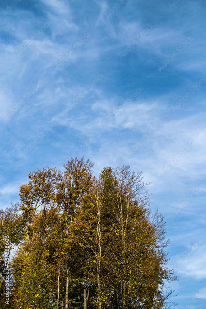 Beautiful autumn forest on a sunny day Beautiful autumn forest on a sunny day