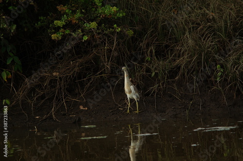 Javan pond heron on a land photo