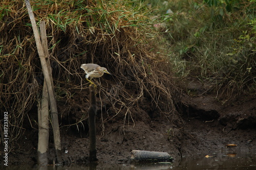 Javan pond heron on a branch photo