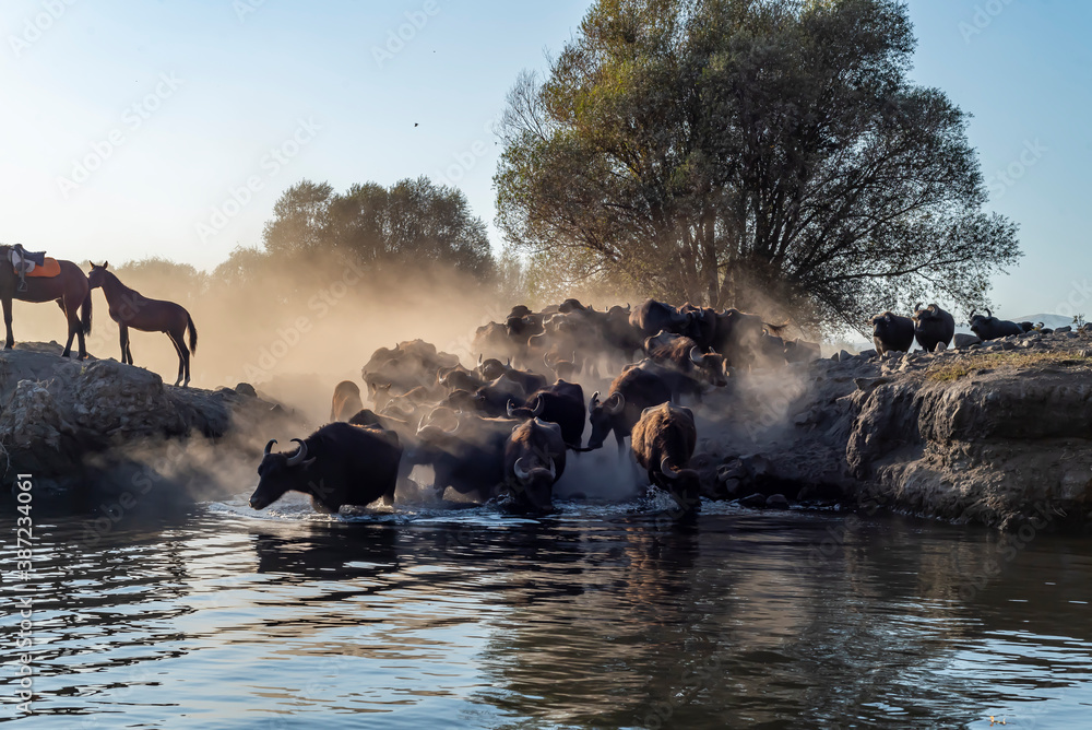wild buffalos in lake Erciyes Mountain Kayseri, Turkey