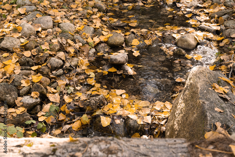 Fototapeta premium Slowly flowing river during the autumn time in the woods