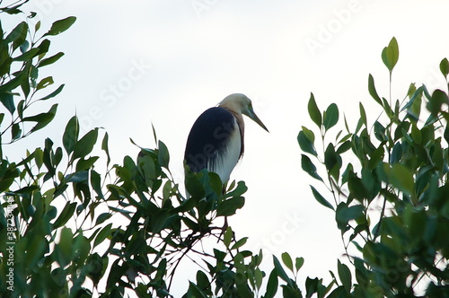 Javan pond heron on a tree branch photo